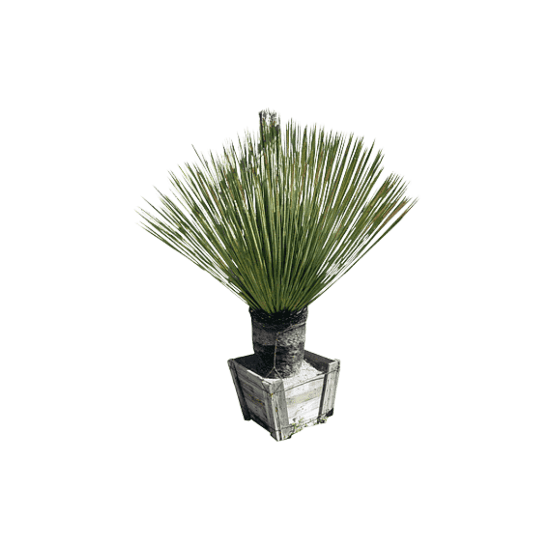 Ediciones Anteriores